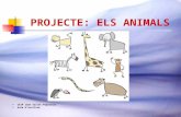 Projecte Animals Fitxes