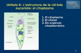 Bio1 09 10 Unitat6(Citoplasm)