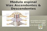 Médula espinal -Vías ascendentes y descendentes-