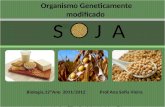 Soja - OGM