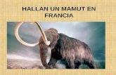 hallan un mamut en Francia