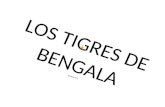 Los Tigres de Bengala