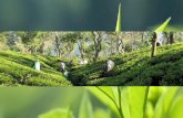 Presentación maskeliya tea exports