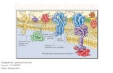 biologia biomoleculas organicas
