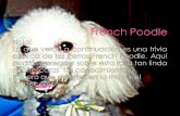 French Poodle Trivia