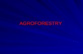 pendahuluan (agro forestry)