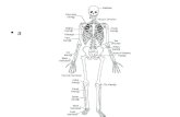 Anatomi kemik resimleri(fazlası için )