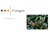 Aula   11 fungos