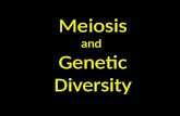 08 Meiosis and genetic diversity