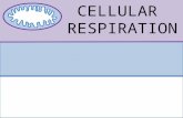 Cellular Respiration Animation