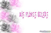 Mis flores-belgas-diapositivas