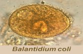 Balantidium colli