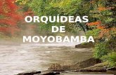 Orquideasde Moyobamba