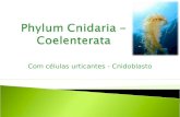 Phylum cnidaria coelenterata
