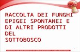 Funghi e prodotti del sottobosco - Fabrizio Cesaretti