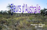 Cactos da Austrália
