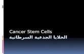 الخلايا الجذعية السرطانية مقدمة