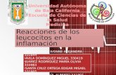 06. reacciones de los leucocitos en la inflamación 2013 2 Dra. Wendy Flores
