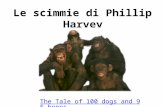 Le scimmie di Phillip Harvey.