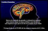 Investigación Penal - Cerebros