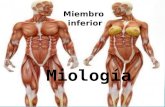 Miologia miembro inferior