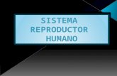 Sistema Reproductor Humano Expo