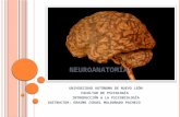 Presentacion Psicobiologia Neuroanatomia Funcional