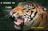 O bigode do tigre