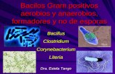 Bacilos gram (+)