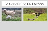 La ganaderia en España