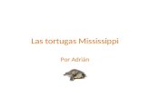 Las tortugas Mississippi
