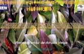 Xvi congresso brasileiro de floricultura e plantas ornamentais