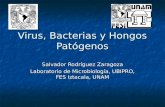 Virus, bacterias y hongos patógenos