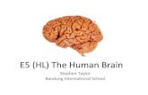 E5 (HL) The Human Brain