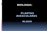 Algas e plantas avasculares