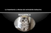 Proteinas - Isoleucina en gatos