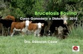 Brucelosis   cgd 2010