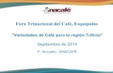 F_Anzueto_Variedades de café en la Región Trifinio