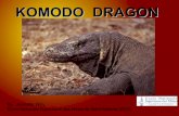 Komodo DRAGON