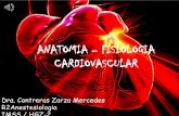 Fisiologia anatomia corazon