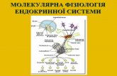 Молекулярна фізіологія ендокринної системи