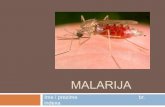 Malarija (mikrobiologija)