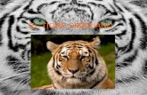 el tigre siberiano