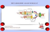 Metabolisme asam nukleat (nucleic acid metabolism)
