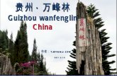 中国贵州万峰林（Guizhou wanfenglin at china）