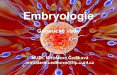 Embryologie – genetika