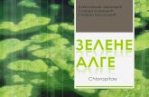 Zelene alge I1