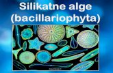 Silikatne alge (bacillariophyta)