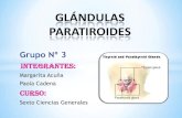 Glándula s paratiroides