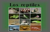 Los reptiles.